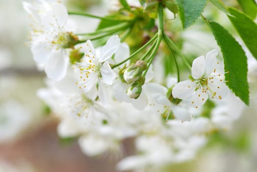 Close up of the spring  cherry blossoms