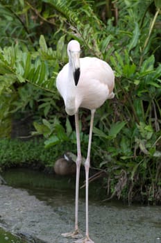 Image of flamingos in the water