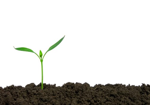 green plant on white background