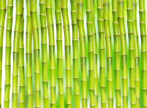 beautiful bamboo isolated on green background