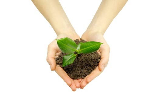 Hands holding sapling in soil  on white
