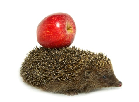 hedgehog and apple isolated on white