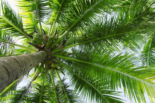 Green palm tree on blue sky background