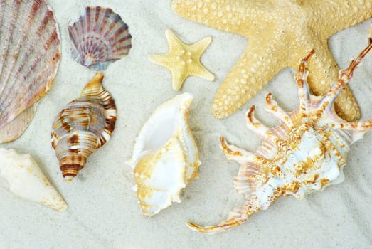 starfish and shells on the beach