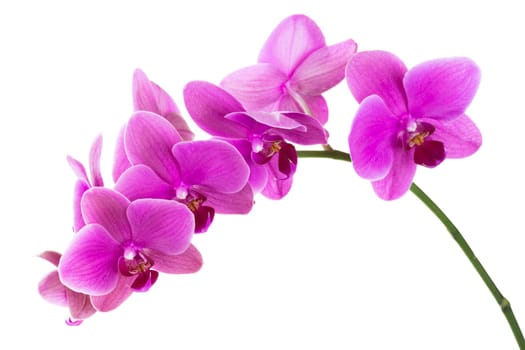 Orchid