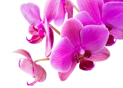 Orchid