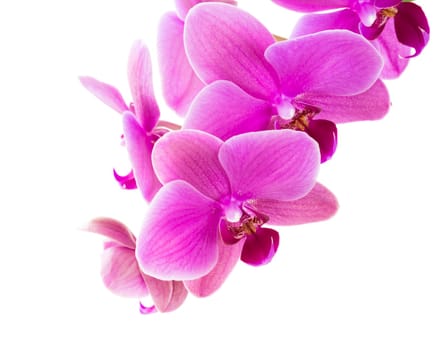 Orchid