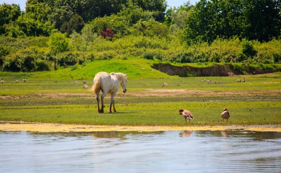 View of wild Camargue Hore, Soca River Mouth -  Italy