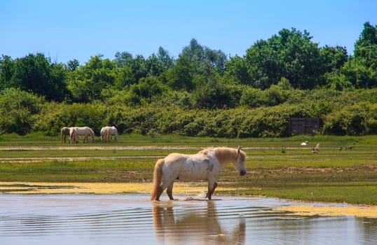 Herd of wild Camargue horses, Soca River Mouth - Italy