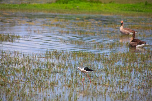 View of the black-winged stilt in the Soca River Mouth - Italy