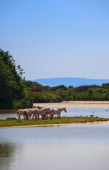 Herd of wild Camargue horses, Soca River Mouth - Italy