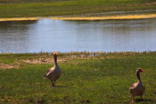 View of the Gray geese in the Soca River Mouth - Italy