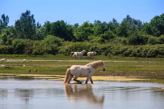 Herd of wild Camargue horses, Soca River Mouth - Italy
