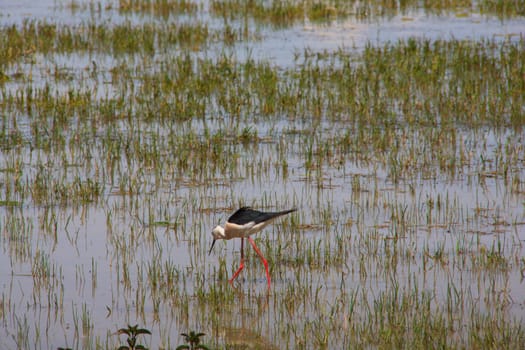 View of the black-winged stilt in the Soca River Mouth - Italy