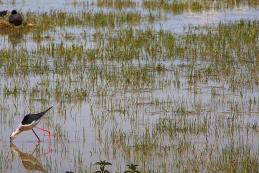 View of the black-winged stilt in the Soca River Mouth - Italy