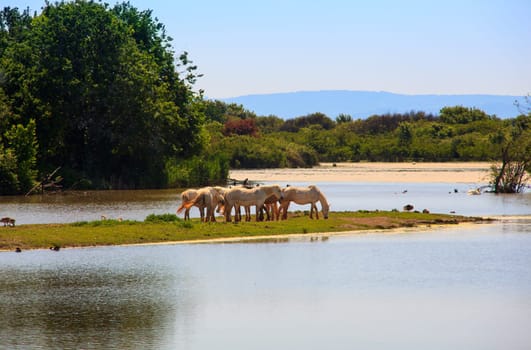 Herd of wild Camargue horses, Soca River Mouth - Italy