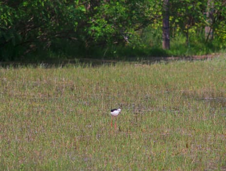 View of the black-winged stilt in the Soca River Mouth - Italy