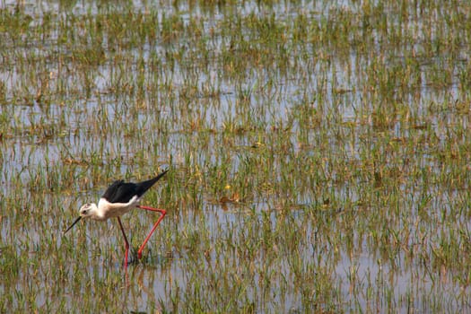 View of the black-winged stilt in the Soca River Mouth - Italy