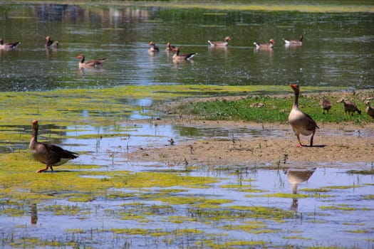 View of the Gray geese in the Soca River Mouth - Italy