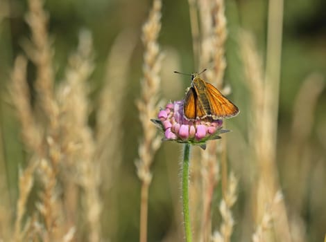 Thymelicus sylvestris