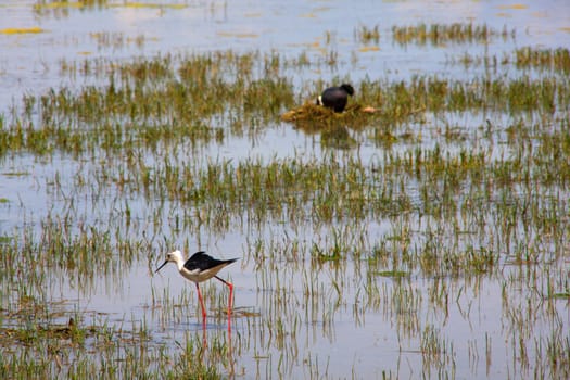 View of the black-winged stilt in the Soca River Mouth - Italy