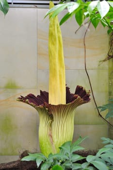Titan arum in Herrenhausen Gardens Hanover Germany.Amorphophallus titanum