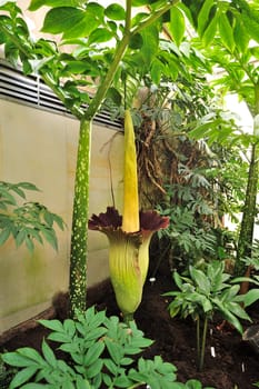 Titan arum in Herrenhausen Gardens Hanover Germany.Amorphophallus titanum
