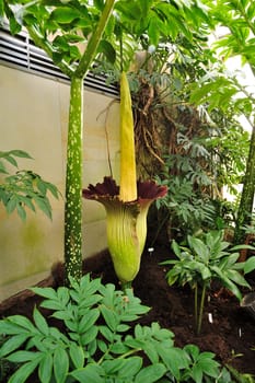 Titan arum in Herrenhausen Gardens Hanover Germany.Amorphophallus titanum