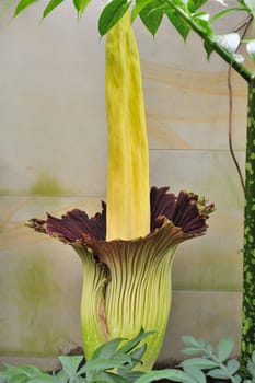 Titan arum in Herrenhausen Gardens Hanover Germany.Amorphophallus titanum