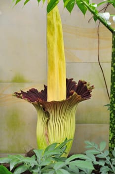 Titan arum in Herrenhausen Gardens Hanover Germany.Amorphophallus titanum