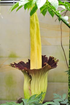 Titan arum in Herrenhausen Gardens Hanover Germany.Amorphophallus titanum