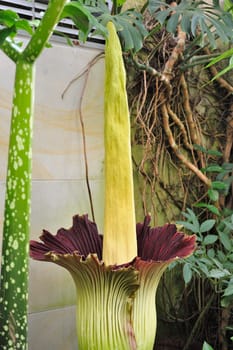 Titan arum in Herrenhausen Gardens Hanover Germany.Amorphophallus titanum