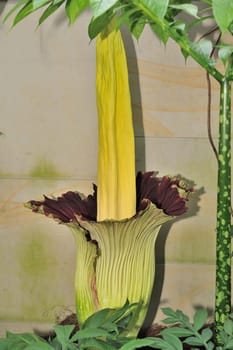 Titan arum in Herrenhausen Gardens Hanover Germany.Amorphophallus titanum