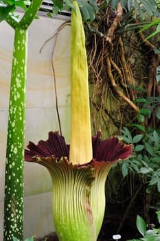 Titan arum in Herrenhausen Gardens Hanover Germany.Amorphophallus titanum