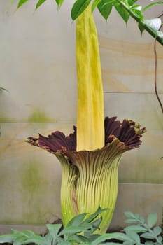 Titan arum in Herrenhausen Gardens Hanover Germany.Amorphophallus titanum