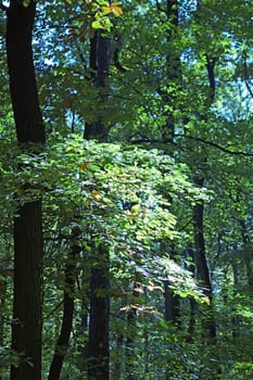 Forest with sun rays on leaves