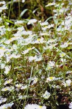 Flower field in garden