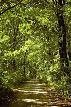 Forest  path with leaves  in Autumn