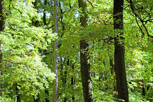 Forest with sun rays on leaves