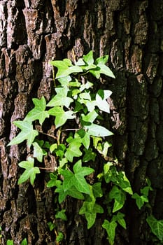 Tree Bark with leaves of Ivy