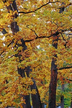 Forest in Autumn with colorful leaves