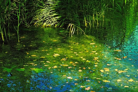 Pond in Autumn with colorful leaves