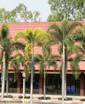 Palm trees