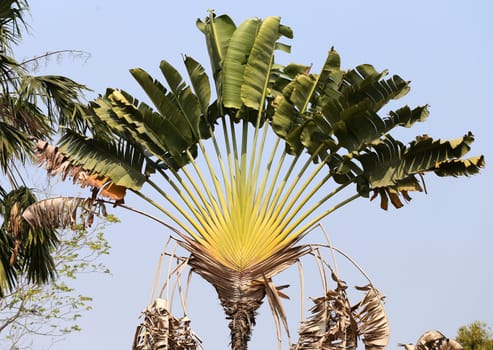 Palm trees