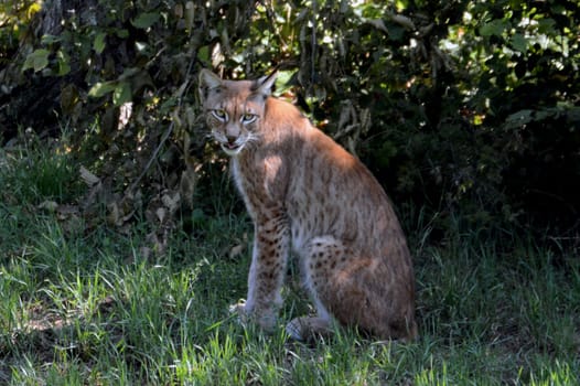 Lynx