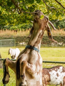 At this farm all the goats were able to stand on hind legs and eat leafs off the low hanging branches