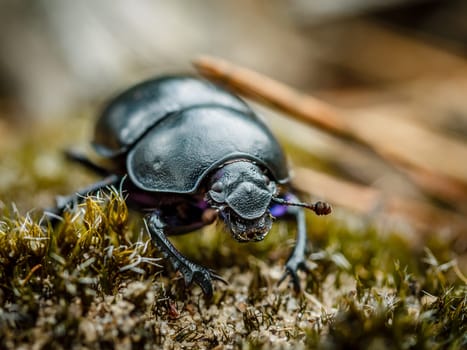 Beautiful shot of a forest beetle. This is a beetle that is very common in Holland in the summer months. It can be found anywhere where there are trees nearby.