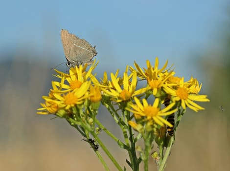 Cross-dorn-Zipfelfalter (Satyrium spini) with caterpillar of the Jacob's herb bear (Tyria jacobaeae) on Jabobskreuzkraut,attack of a brackish wasp