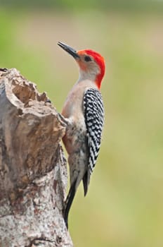 Carolina woodpecker