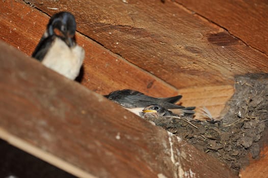 Swallow nest with chicks